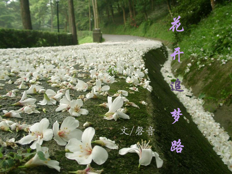 花开追梦路TXT全集封面
