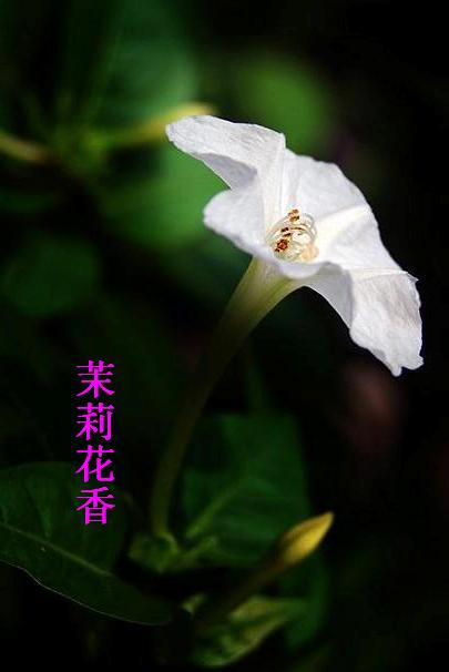 茉莉花香TXT全集封面