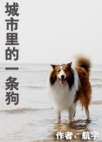城市里的一条狗(全本)TXT全集封面
