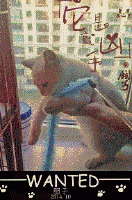 海苔被猫吃了TXT全集封面
