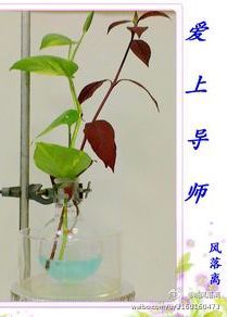 爱上导师TXT全集封面
