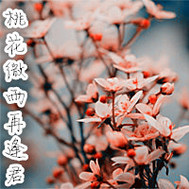 桃花微雨再逢君TXT全集封面
