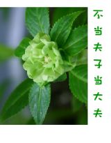 不当夫子当大夫TXT全集封面